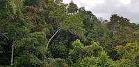 Fahrt mit der Skyrail nach Kuranda