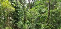 Fahrt mit der Skyrail nach Kuranda