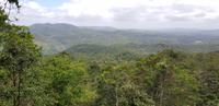 Fahrt mit der Skyrail nach Kuranda