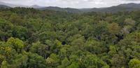 Fahrt mit der Skyrail nach Kuranda