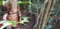 Fahrt mit der Skyrail nach Kuranda