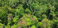 Fahrt mit der Skyrail nach Kuranda