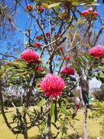 Fahrt zu den Blue Mountains