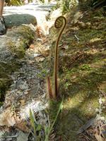 Farn am Wanderweg