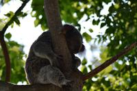 Featherdale Wildlife Park (7)