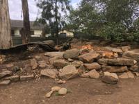 Featherdale Wildlife Park - Dingos