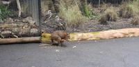 Featherdale Wildlife Park - Sydney