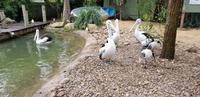 Featherdale Wildlife Park - Sydney