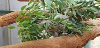 Featherdale Wildlife Park - Sydney