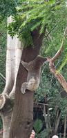 Featherdale Wildlife Park - Sydney