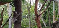 Featherdale Wildlife Park - Sydney