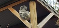 Featherdale Wildlife Park - Sydney