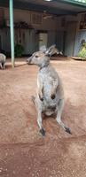 Featherdale Wildlife Park - Sydney