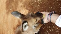 Featherdale Wildlife Park - Sydney