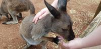 Featherdale Wildlife Park - Sydney