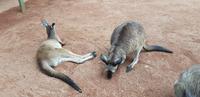 Featherdale Wildlife Park - Sydney