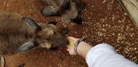 Featherdale Wildlife Park - Sydney