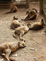 Featherdale Wildlife Park 