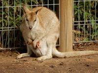 Featherdale Wildlife Park 