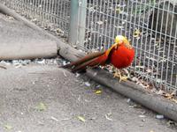 Featherdale Wildlife Park 