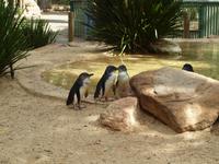 Featherdale Wildlife Park