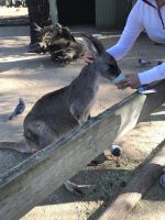 Featherdale Wildlife Park