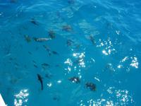 Great Barrier Reef 