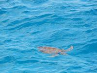 Great Barrier Reef