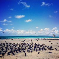 Great Barrier Reef