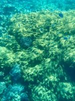 Great Barrier Reef