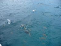 Great Barrier Reef