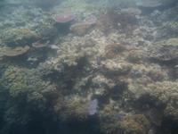 Great Barrier Reef