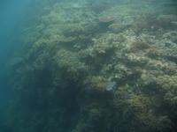 Great Barrier Reef