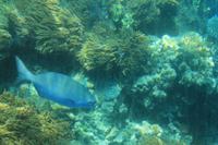 Great Barrier Reef