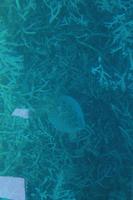 Great Barrier Reef