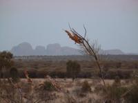 Grosse Australien Rundreise 2013 - Outback Northern Territory Uluru