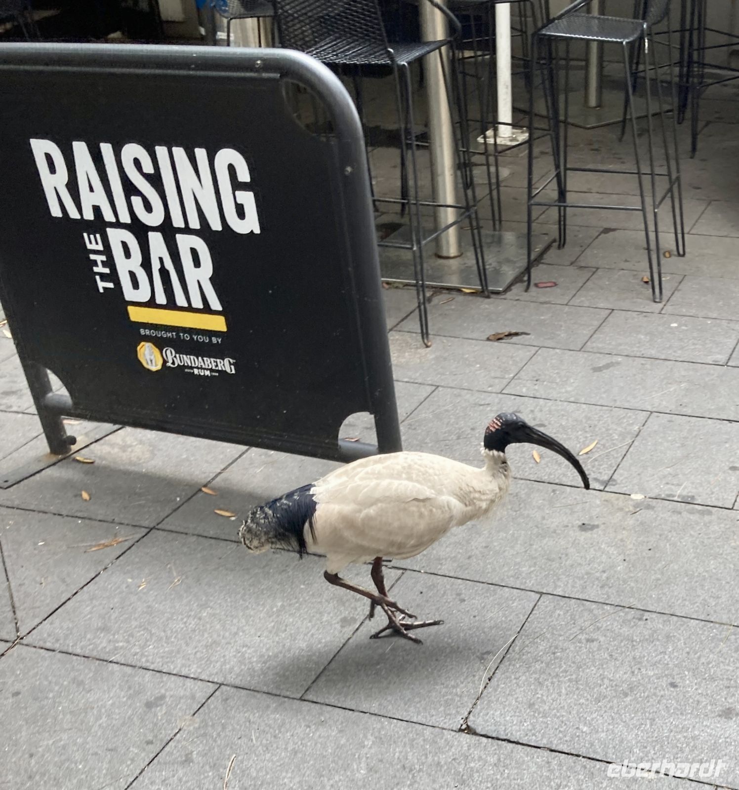 Ibis