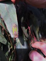 Interessante Raupe