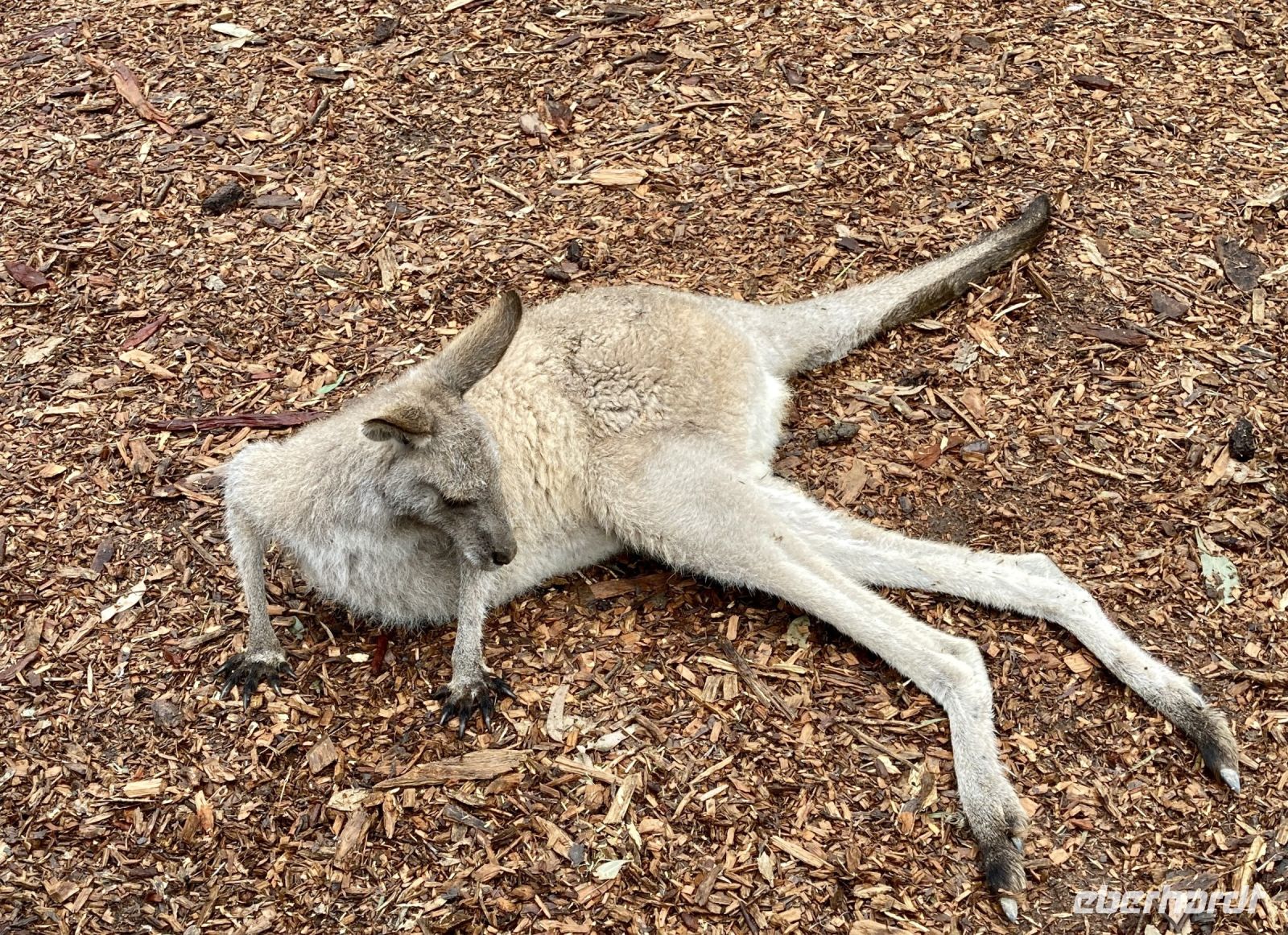 Känguru