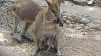 Kängurus im Featherdale Wildlife Park