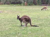 Kängurus