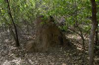 Kakadu-Nationalpark & Arnhemland-Safari