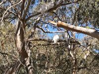 Kakadus an Great Ocean Road