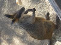 Kangeroo