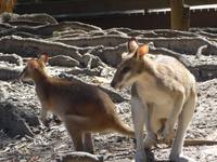 Kangeroo