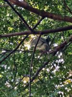 Koala im Baum