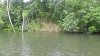 Krokodil am Ufer des Daintree River