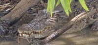 Krokodil in den Yellow Waters