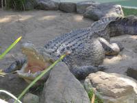 Krokodil