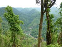 Mamu Canopy Walk